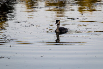 Great crested grebe (Podiceps cristatus) swimming