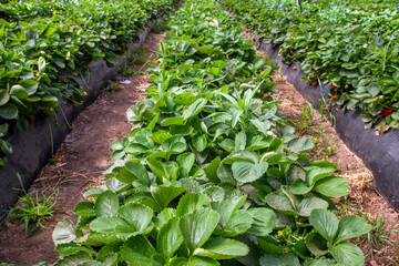 Fototapeta na wymiar vegetables cultivation in greenhouse.