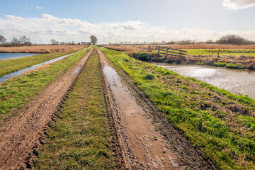 Muddy dirt road with puddles of water in a Dutch polder landscape. There is a ditch on both sides...