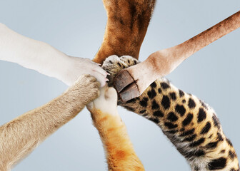 Funny animals keep their paws together, top view. Teamwork and success, creative idea. Lion, dog,...