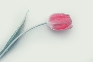 Pink tulip with water drops isolated on white background.