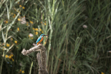 Kingfisher (Alcedo atthis) on a perch with a fish