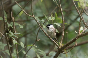 Marsh tit (Pecile palustris) in a bush