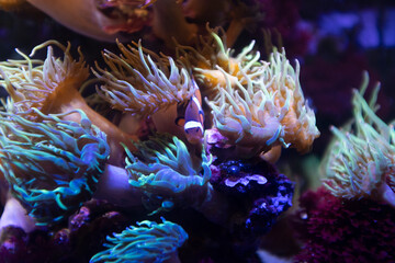 Naklejka na ściany i meble Cute tiny clownfish hiding on a tropical water anemone 