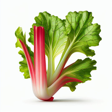 Rhubarbe de saison fraiche extra lumineuse isol&eacute;e en format png sur fond blanc transparent IA g&eacute;n&eacute;rative / 
Extra bright fresh seasonal rhubarb isolated in png format on transparent white background