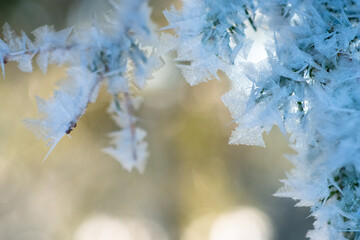 Frost on the branches