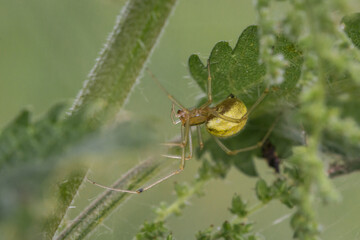 Spider - Enoplognatha ovata - hiding in vegetation