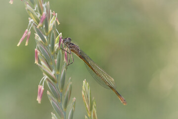 Immature blue tailed damselfly (Ischnura elegans) on vegetation