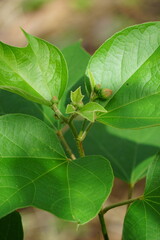Gossypium arboreum (Also known cotton plant, kapas) leaves