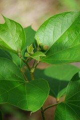 Gossypium arboreum (Also known cotton plant, kapas) leaves