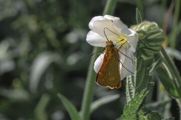 Small skipper (Thymelicus sylvestris) feeding on white flower