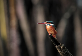 The common kingfisher (Alcedo atthis),also known as the Eurasian kingfisher sitting on a branch catching fish.this photo was taken from Sundarbans,Bangladesh.