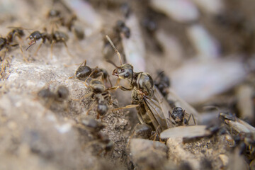 Flying black ant(Lasius niger)  with workers