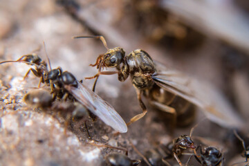 Queen flying black ant (Lasius niger)