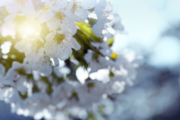 Branches of blossoming cherry with soft focus .