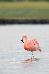 Chilean Flamingo (Phoenicopterus chilensis) foraging in lake, the Netherlands