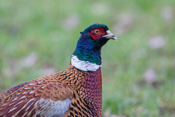 Pheasant (Phasianus colchicus) male headshot, the Netherlands