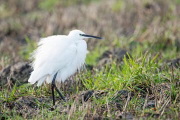 Little Egret (Egretta garzetta) standing in grass, the Netherlands