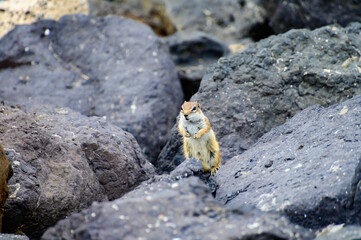 Chipmunk or barbary ground squirrel animal sits on dark lava stones on Fuerteventura, Canary Islands, Spain