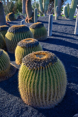 Botanical garden with different tropical succulent plants green cactuses