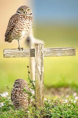 owl