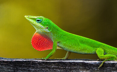 Wild Green Anole - Anolis carolinensis - showing off his red dewlap.  Large adult male on top of wood fence. Florida native