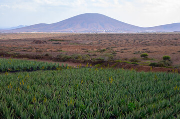 Aloe vera plantation, cultivation of aloe vera, healthy plant used for medicine, cosmetics, skin care, decoration