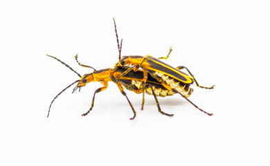 Chauliognathus marginatus - margined leatherwing or margined soldier beetle, side profile view of breeding pair isolated on white background