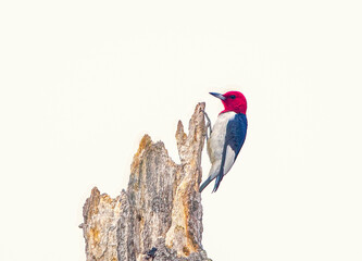 Red headed Woodpecker - Melanerpes erythrocephalus - Perched on dead tree snag with white overcast sky background