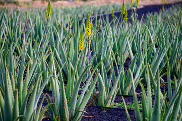 Aloe vera plantation, cultivation of aloe vera, healthy plant used for medicine, cosmetics, skin care, decoration