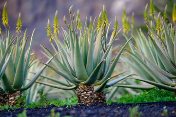 Obraz premium Aloe vera plantation, cultivation of aloe vera, healthy plant used for medicine, cosmetics, skin care, decoration