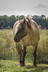 Konik pony (Equus ferus caballus) in the grassland