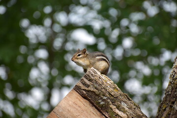 Chipmunk on a log
