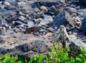 Chipmunk or barbary ground squirrel animal sits on dark lava stones on Fuerteventura, Canary Islands, Spain