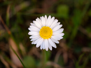Obraz premium daisy flower top view on the grass