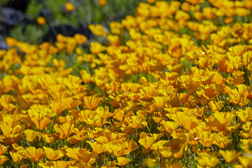 California poppy (Eschscholzia californica) super bloom in the sonoran desert
