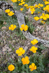 California poppies (Eschscholzia californica) and cholla cactus skeleton