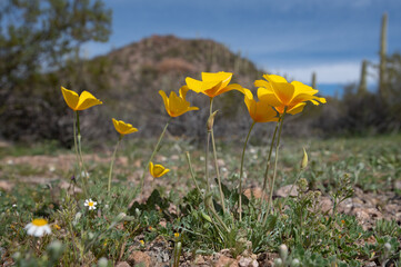 California poppy (Eschscholzia californica) super bloom in the sonoran desert 