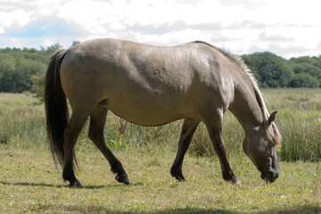 Konik pony (Equus ferus caballus) grazing