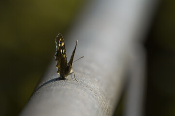 Spekled wood butterfly (Parage aegeria) on a metal gate