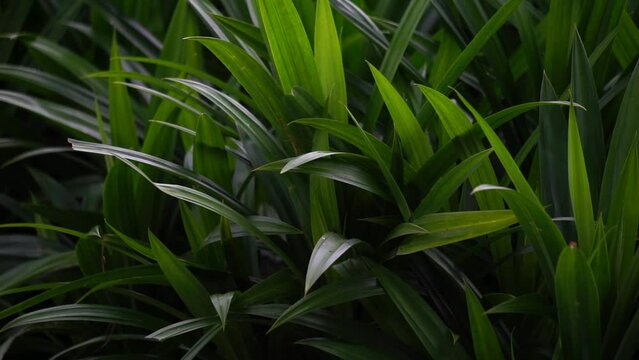 Pandanus amaryllifolius (Indonesian called pandan wangi) with a natural background. Indonesian use it to give food with special aroma