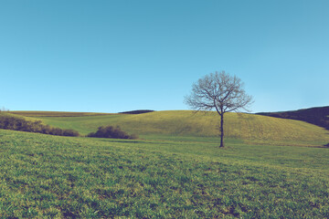 Spring landscape background with blue sky and tree .