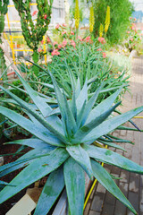 large aloe. exotic plants grown in a large greenhouse of the botanical garden. 