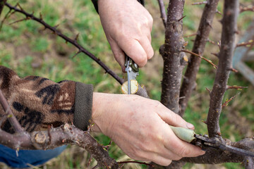 A gardener makes a knife cut in the trunk of an orchard tree for split grafting. Cultivation of an orchard