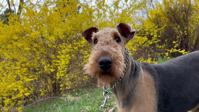 Airedale Terrier Dog with Collar in Spring Nature. Cute Alert Bingley Terrier Outside with Yellow Bush in the Background.