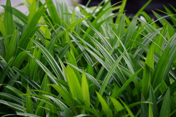Pandanus amaryllifolius (Indonesian called pandan wangi) with a natural background. Indonesian use it to give food with special aroma