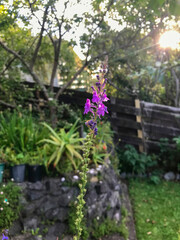 Obraz premium flowers in the garden