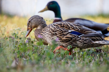 purple flowers and mallard hen detailed reference with drake in background