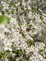 Blossom of almond tree, Prunus dulcis, Prunus amygdalus