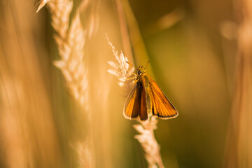 Small skipper butterfly (Thymelicus sylvestris) on grass